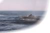 Observation des baleines