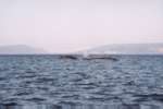 Des baleines...