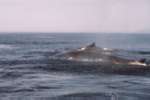 Les baleines à moins de 10m du zodiac